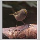 Regulus regulus - Wintergoldhaehnchen 16.jpg